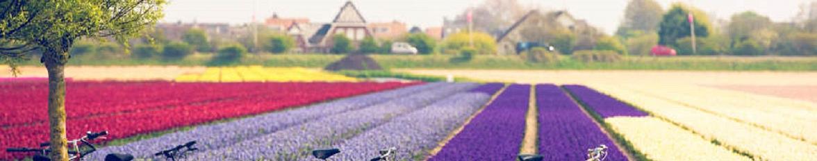 Bloemencorso Bollenstreek